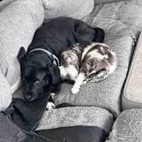 Thumbnail photo of Kooper #3