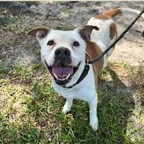 Thumbnail photo of Daisy #1