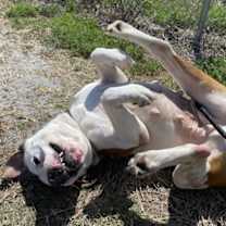 Thumbnail photo of Daisy #2