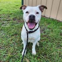 Thumbnail photo of Daisy #3