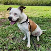 Thumbnail photo of Daisy #4