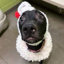 Thumbnail photo of Kimber #3