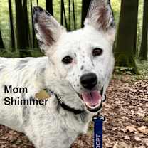 Thumbnail photo of CHESTNUT #2