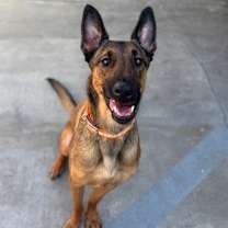 Thumbnail photo of Luca (C000-612) - Chino Hills Location #4