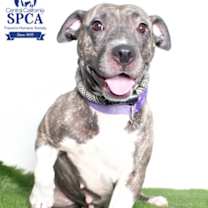 Thumbnail photo of Lily #2