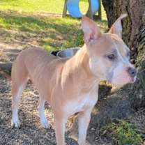 Thumbnail photo of Cinnamon #2