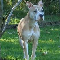 Thumbnail photo of Cinnamon #3