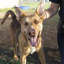 Thumbnail photo of TIGGY #3