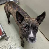 Thumbnail photo of Chico #2