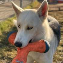 Thumbnail photo of Keno #3