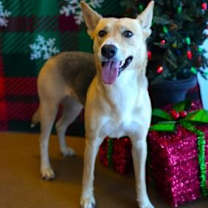 Thumbnail photo of Jean Grey #1