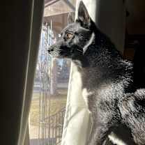 Thumbnail photo of Dolly #3