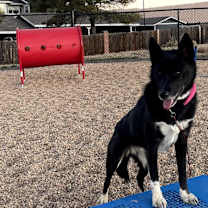 Thumbnail photo of Dolly #1