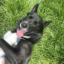 Thumbnail photo of Dolly #4