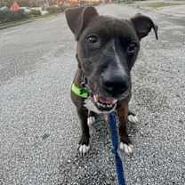 Thumbnail photo of Ollie #1