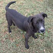 Thumbnail photo of Augustus #2