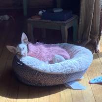 Thumbnail photo of Paisley #4