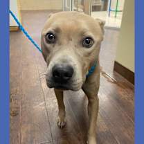 Thumbnail photo of Dog Kennel #21 Miracle #1