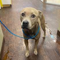 Thumbnail photo of Dog Kennel #21 Miracle #3