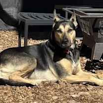 Thumbnail photo of Valentine aka Cali #3