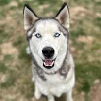 Thumbnail photo of Dax #1