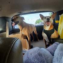 Thumbnail photo of Tilly #4