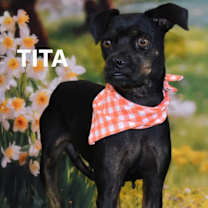 Thumbnail photo of Tita #2