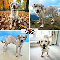 Thumbnail photo of Iggy #1