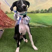 Thumbnail photo of Trigger #1