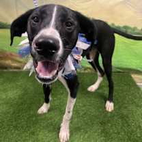 Thumbnail photo of Trigger #3