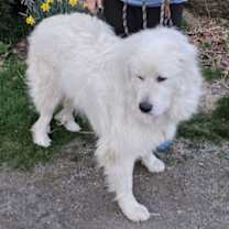 Thumbnail photo of Levi *sanctuary dog* in NH #4