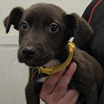 Thumbnail photo of Turkey (FOSTERED LOCALLY) #1