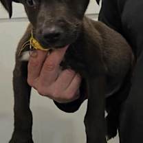 Thumbnail photo of Turkey (FOSTERED LOCALLY) #2