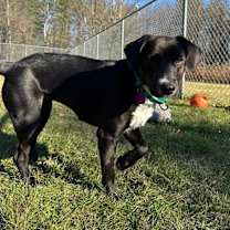 Thumbnail photo of Autumn (FOSTERED LOCALLY) #3