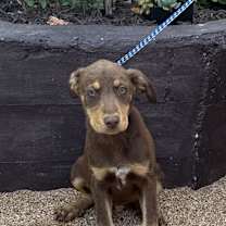 Thumbnail photo of Manny #3