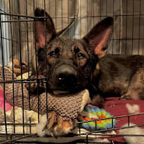 Thumbnail photo of Xena (Momma) #4