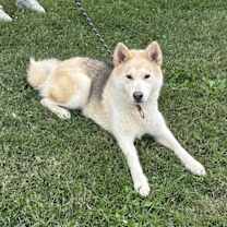 Thumbnail photo of Aurora #1