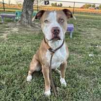 Thumbnail photo of Buddy #2