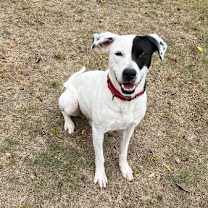 Thumbnail photo of Bandit #4