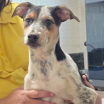 Thumbnail photo of Mokke #1