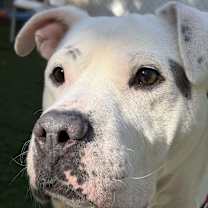 Thumbnail photo of Caspian #3