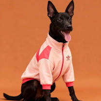 Thumbnail photo of Leo #3