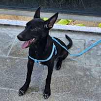 Thumbnail photo of Leo #4