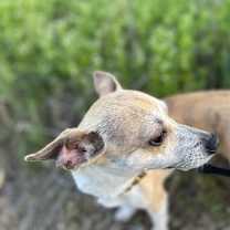 Thumbnail photo of Antwan #1