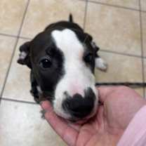 Thumbnail photo of Jexa #2