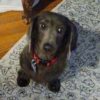 Thumbnail photo of Indigo #2