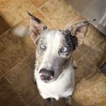 Thumbnail photo of Volt (NC) Fun guy! #2