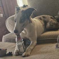 Thumbnail photo of Volt (NC) Fun guy! #4