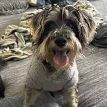 Thumbnail photo of Dusty #2