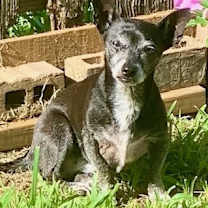 Thumbnail photo of Mocha #3